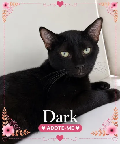 Gato para adoção