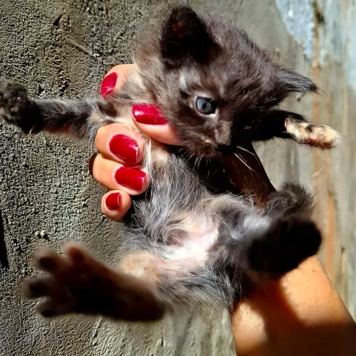Adote um gatinho ?