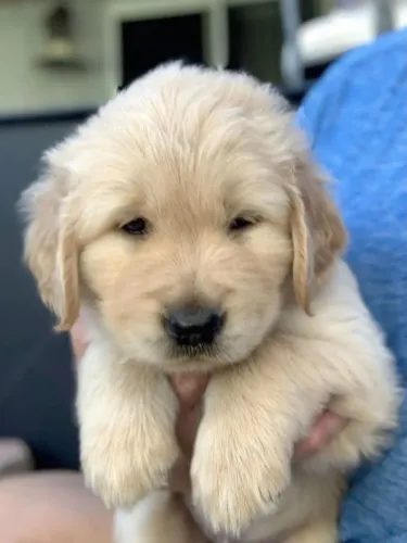 Golden retriever lindo filhote 