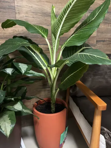 Planta com vaso