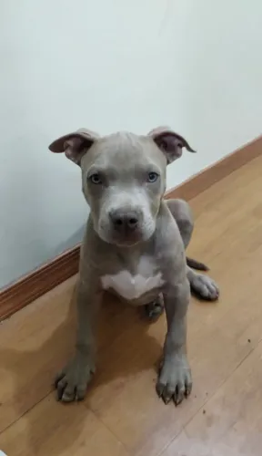 pitbull adoção 