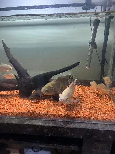 Vendo Aquário 200 litros 