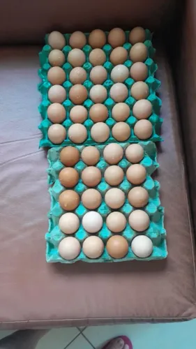 Ovos galados