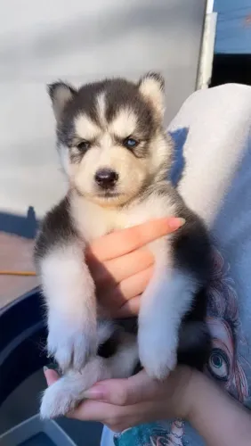 Lindos Husky siberiano