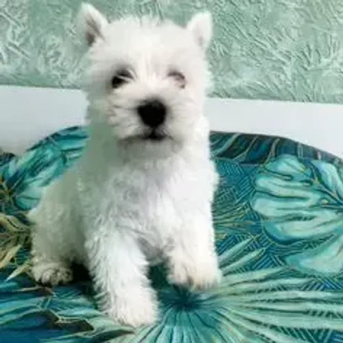 West Terrier Filhote Muito Bem Tratado