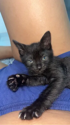 Gato filhote adoção 