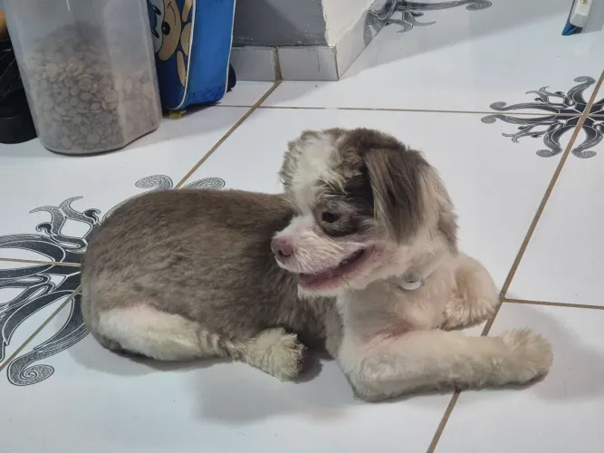 Shih Tzu  macho / Com apenas 7 meses de vida.