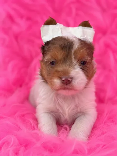 Merle yorkshire terrier fêmea COLORAÇÃO EXÓTICA DA RAÇA