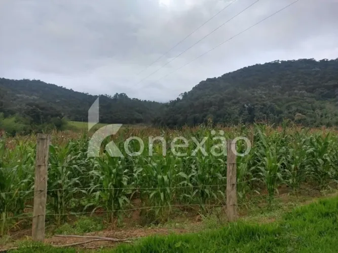 Propriedade rural de 60 alqueires com 300.000 pés de eucalipto prontos para corte e 22 km 