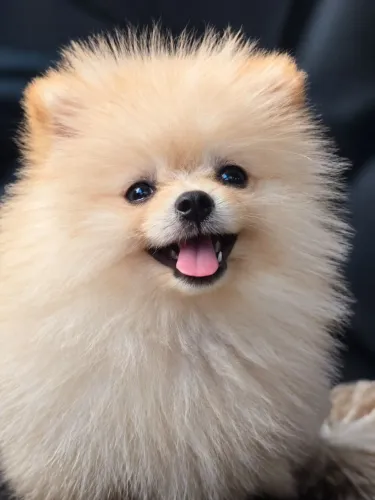 Lulu da Pomerânia