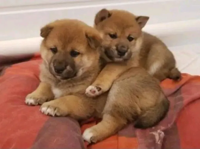 Shiba-inu