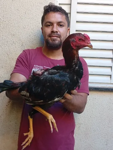 Frangos indios