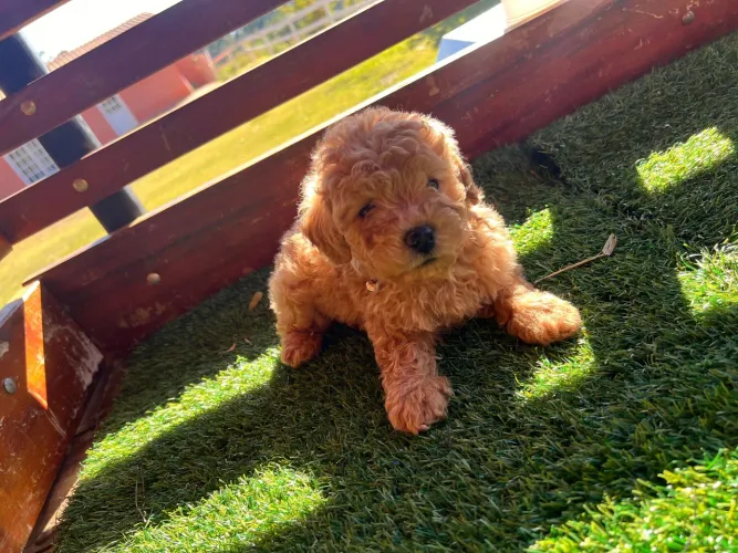 Poodle Toy | Receba com conforto e segurança 
