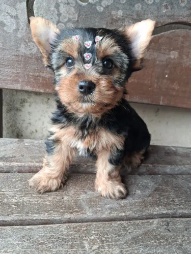 Yorkshire Terrier 