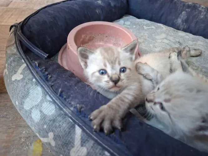 Gatinhos macho e fêmea 
