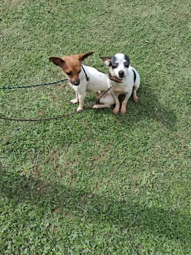 Animal de estimaçao