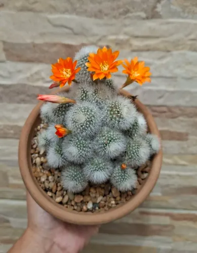 10 sementea do cacto rebutia muscula