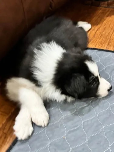 Filhotes de Border Collie | Seu novo parceiro chegou!