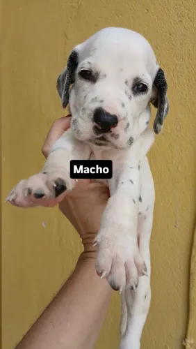 Filhote de dálmata a venda