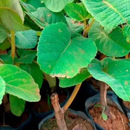 Mudas do pequi gigante sem espinhos enxertado produz em 3 anos 