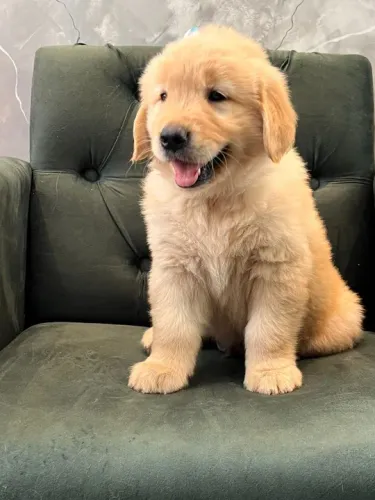 golden retriever gigante