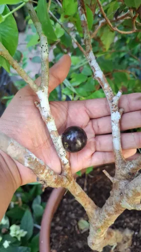 FRUTÍFERA JABUTICABA COM FRUTOS, PRECOCE
