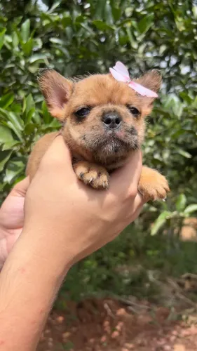 Filhotes de bulldogue frances criados com atenção e alimentação de qualidade