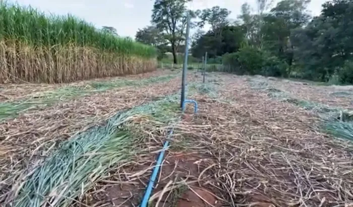 BRS CAPIAÇU E BRS KURUMI DISPONÍVEL PRA VENDA DE MUDAS