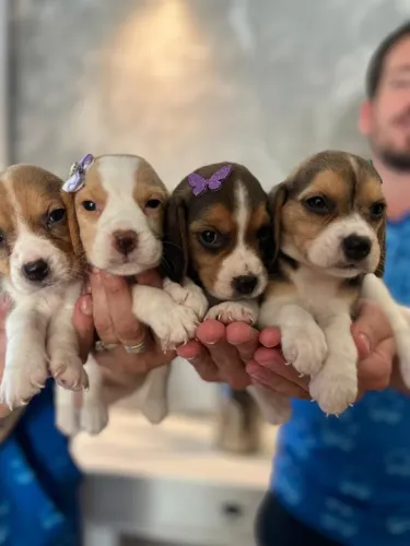 beagles tricolor
