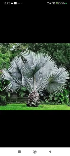 Palmeira Azul - Bismarkia Nobilis
