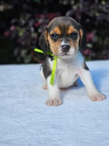 Beagle | Maior Estrutura de Curitiba e Região