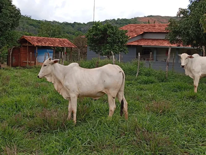Sitio Formado 11 Hectares, Poço Próprio,Área irrigada,Pastagem,Aceita Imovel Urbano..