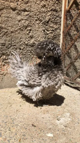 Galinha Polonesa
