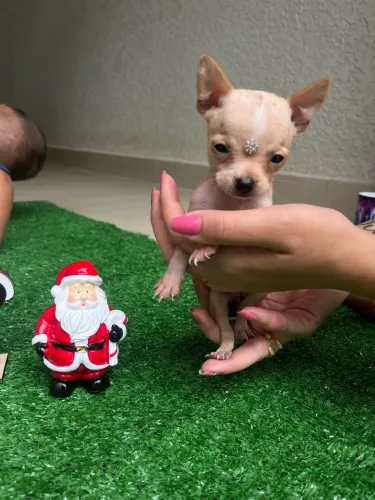 Pinscher fêmea e macho 