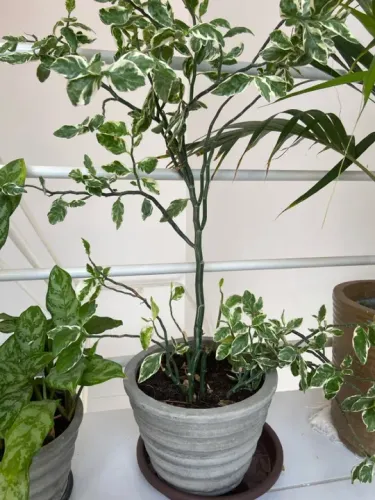 Planta Verde com Folhas Brancas