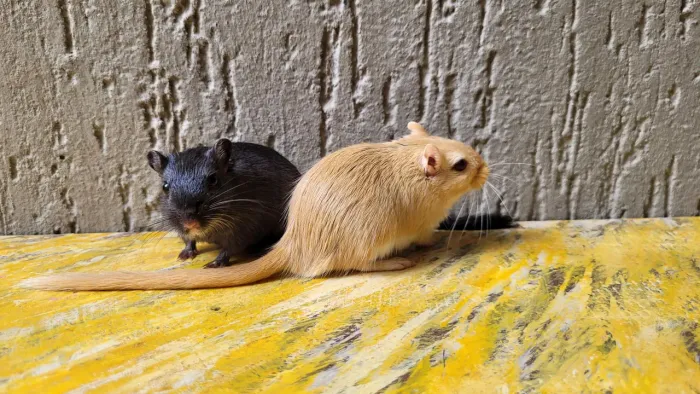 Gerbil dupla de Machos 