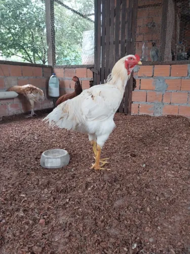 Galos Machos GSB e Índio Gigante