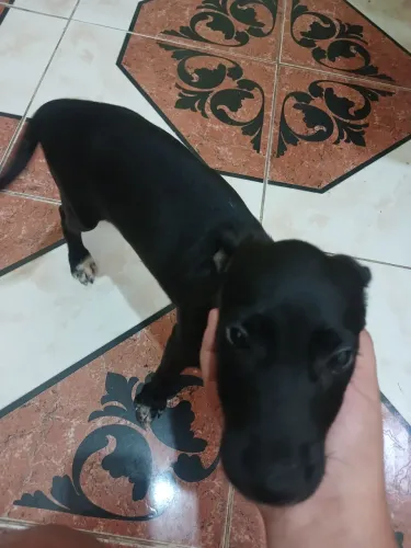 Cachorro pra doação faço entrega na porta