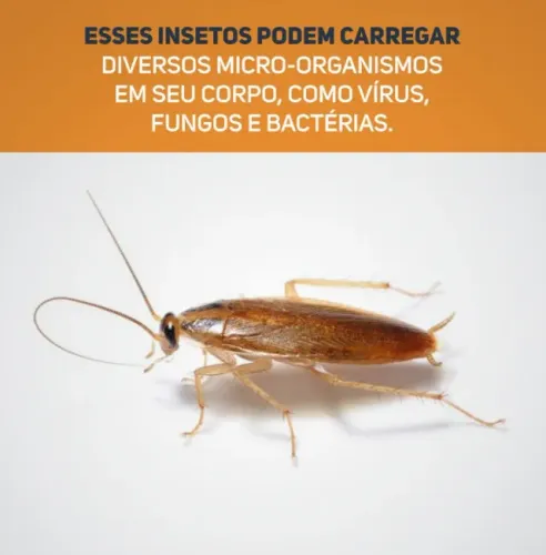Dedetização geral contra baratinha em Goiânia sem riscos a humanos e pets 