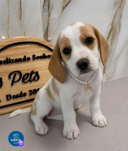 Beagle