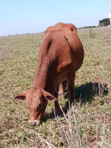 Vaca cruzamento 