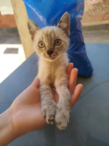 Gatinhos para Adoção