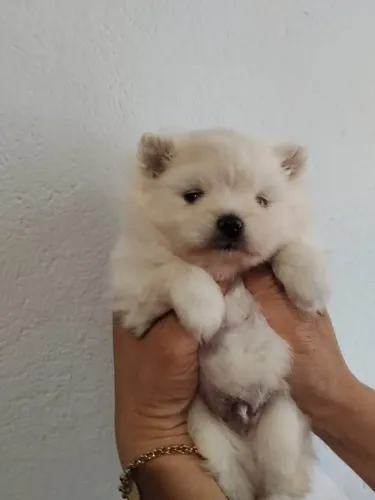 Lulu da Pomerânia Anão 