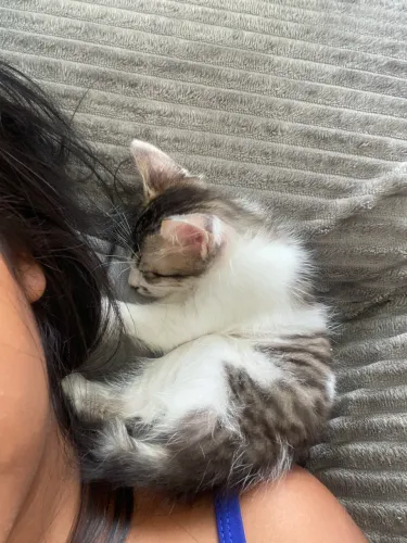 GATINHO PULUDO PARA DOAÇÃO 