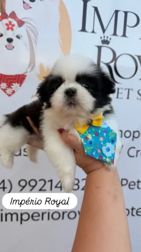 Shihtzu Pandinha Machinho em até 10 x no cartão