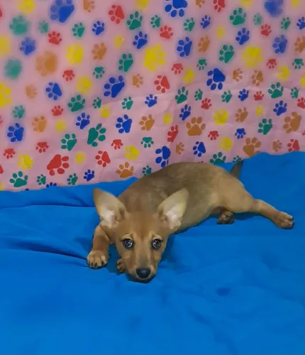 Lulu Com Salsicha Porte Pequeno Cinco Meses