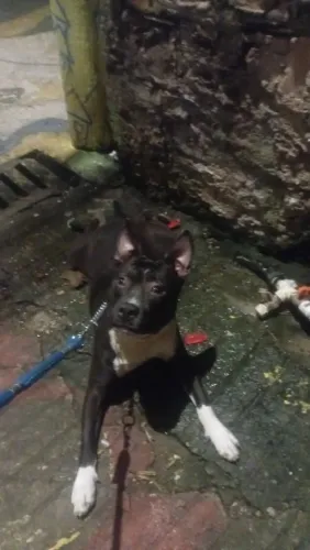 Vendo lindo filhote de Pit Bull puro