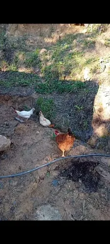 5 Galinha 4 Galo
