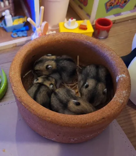 Reserva filhotes de hamster
