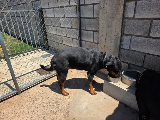 2 Rottweilers